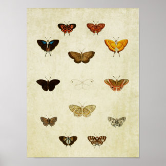 Vintage Butterfly Print 379