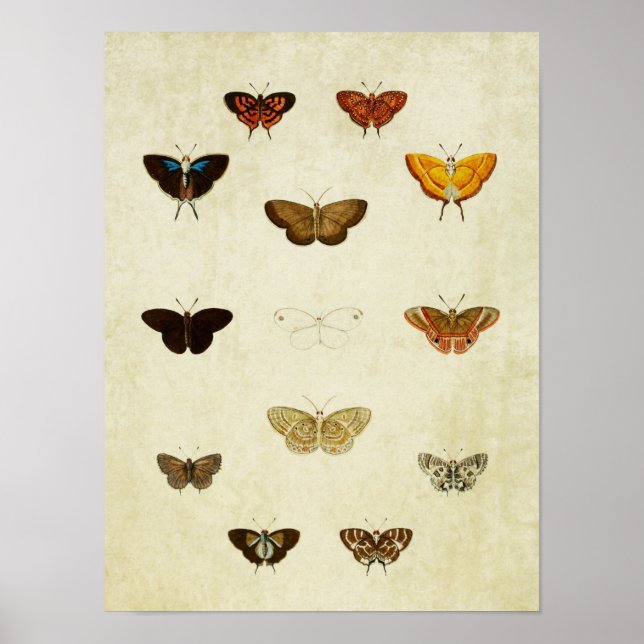 Vintage Butterfly Print 379 (Front)