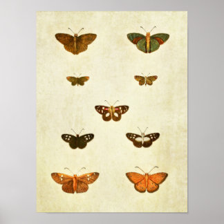 Vintage Butterfly Print 393