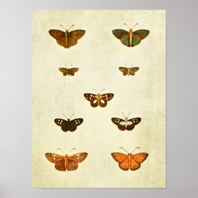 Vintage Butterfly Print 393 (Front)