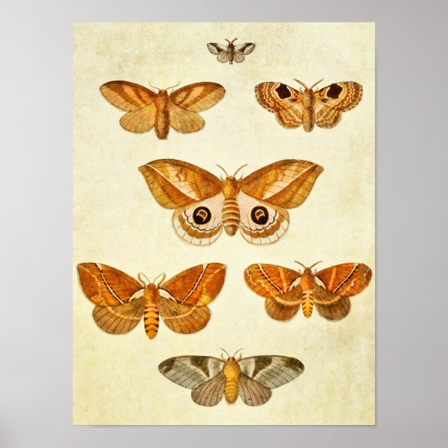 Vintage Butterfly Print 395 (Front)