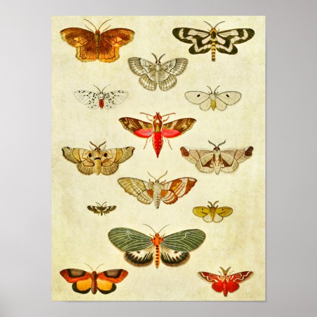 Vintage Butterfly Print 398 (Front)