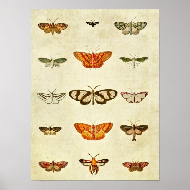 Vintage Butterfly Print 400 (Front)