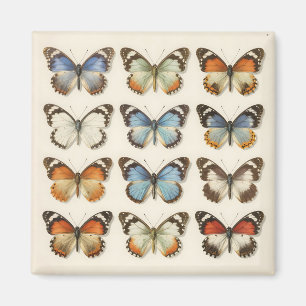 Vintage Butterfly Specimen Collection Magnet