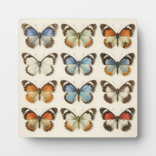 Vintage Butterfly Specimen Collection Plaque