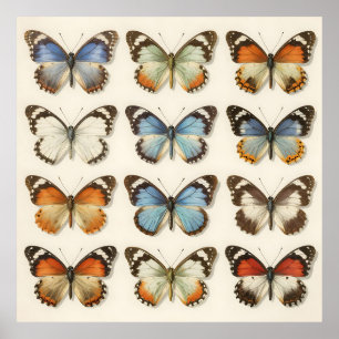 Vintage Butterfly Specimen Collection Poster