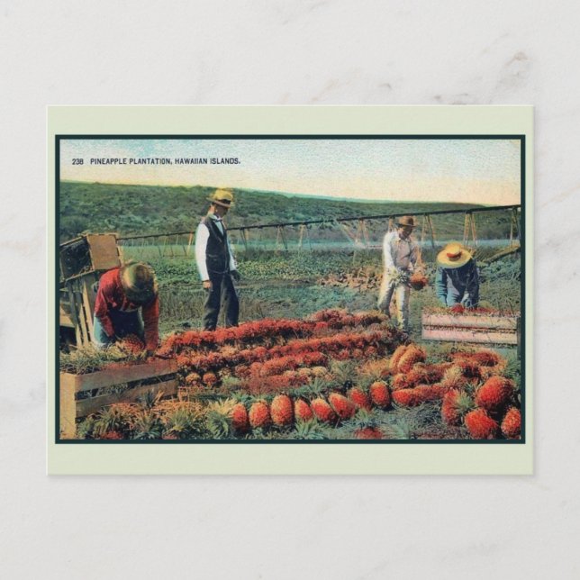Vintage c 1900 Pineapple plantation Hawaii Postcard (Front)