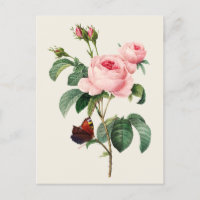 Vintage Cabbage Rose Botanical Illustration