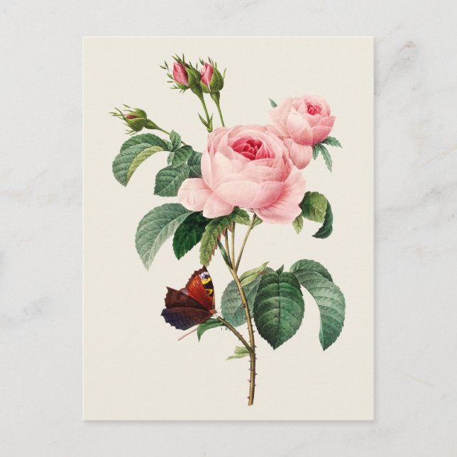 Vintage Cabbage Rose Botanical Illustration Postcard (Front)
