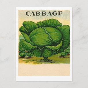 vintage cabbage seed packet postcard