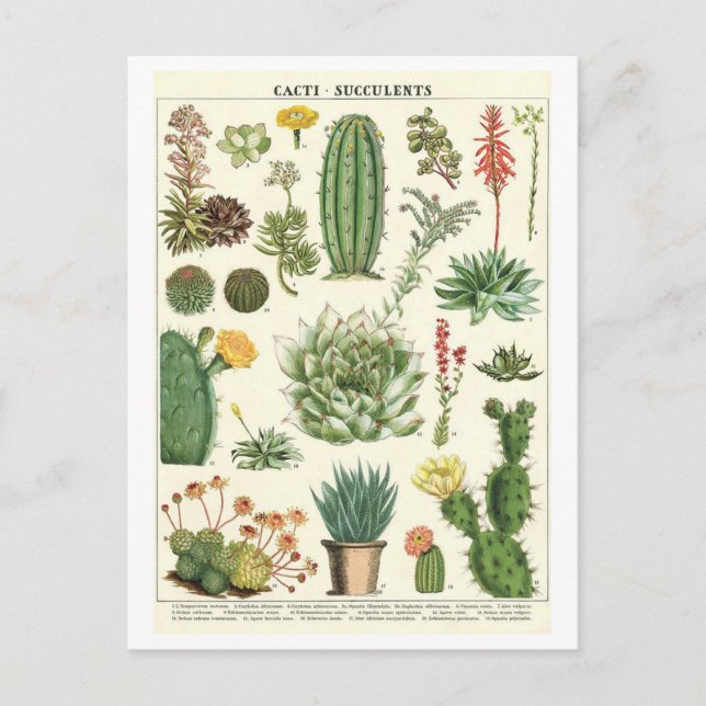 Vintage Cacti and Succulents Botanical Drawing Postcard (Front)