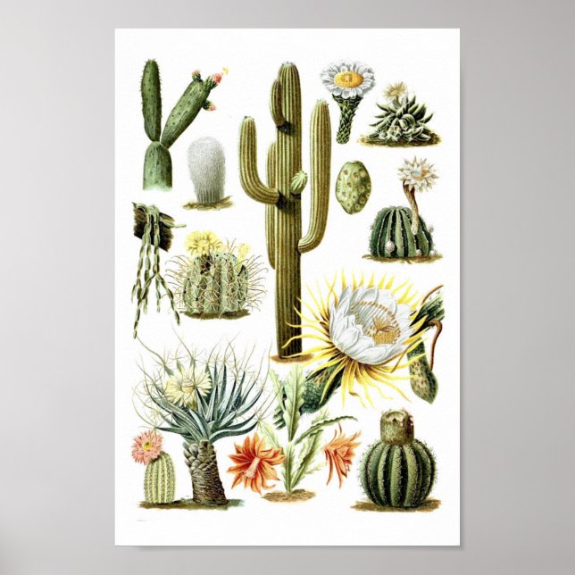 Vintage Cactus Botanical Illustration Poster (Front)