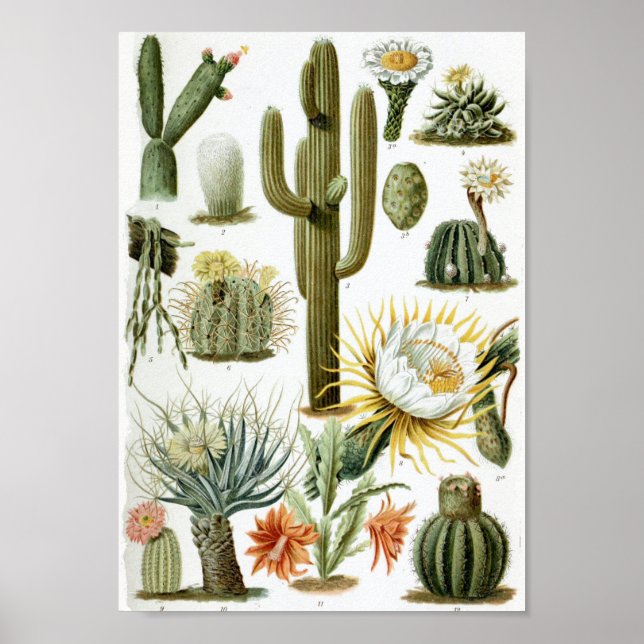 Vintage Cactus Chart (Front)