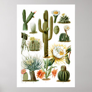 Vintage Cactus Chart Poster