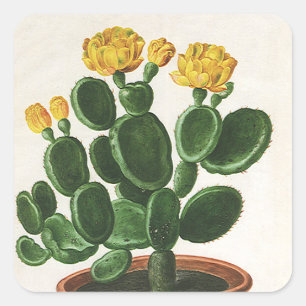 Vintage Cactus Flowers, Succulent Cacti Plants Square Sticker