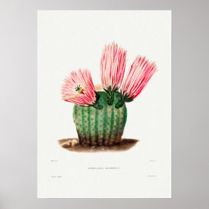 Vintage Cactus Illustration Poster