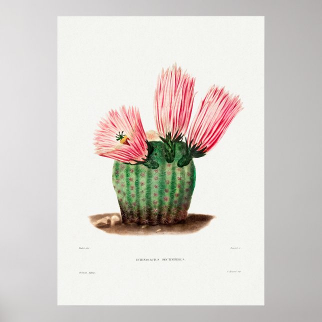 Vintage Cactus Illustration Poster (Front)
