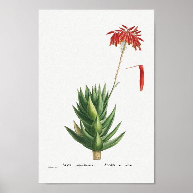 Vintage Cactus Illustration Poster (Front)