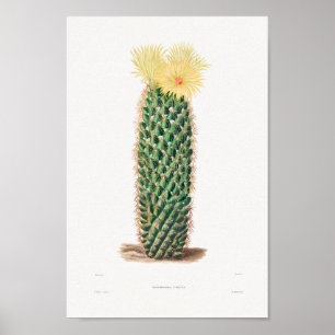 Vintage Cactus Illustration Poster