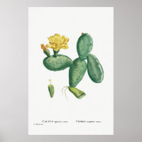 Vintage Cactus Illustration