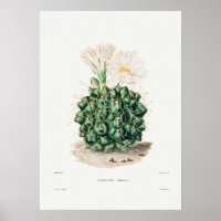 Vintage Cactus Illustration