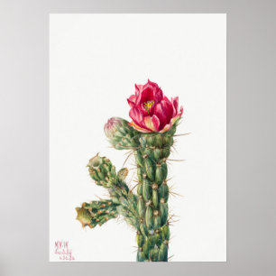Vintage Cactus Illustration Poster