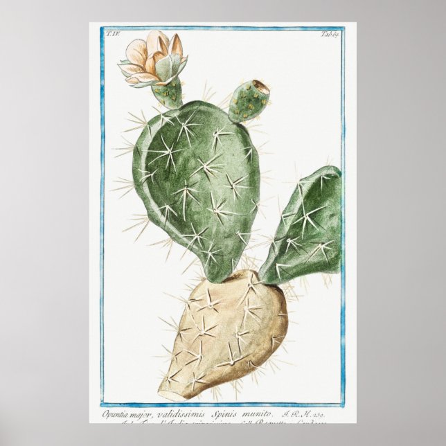 Vintage Cactus Illustration Poster (Front)