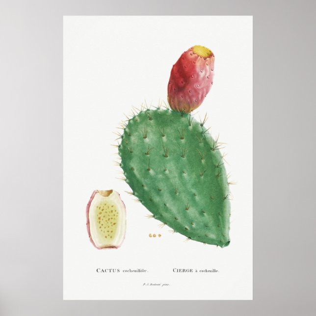 Vintage Cactus Illustration Poster (Front)