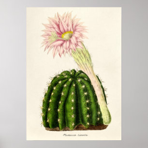 Vintage Cactus Illustration Poster