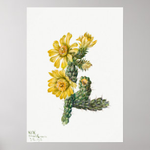 Vintage Cactus Illustration Poster