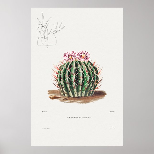 Vintage Cactus Illustration Poster (Front)