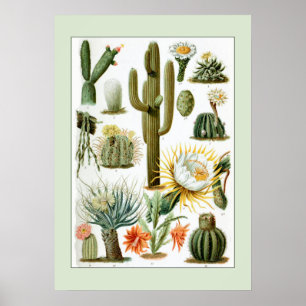 Vintage Cactus Scientific Illustration Poster