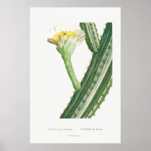 Vintage Cactus/Succulent Illustration Poster