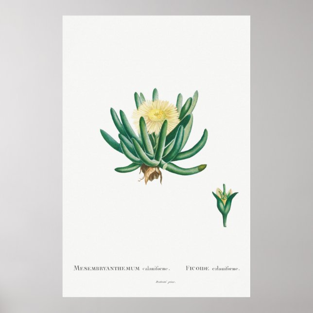 Vintage Cactus/Succulent Illustration Poster (Front)