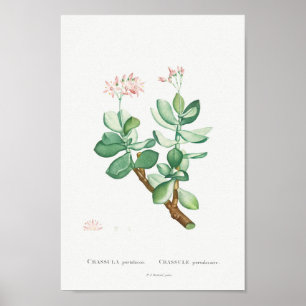 Vintage Cactus/Succulent Illustration Poster
