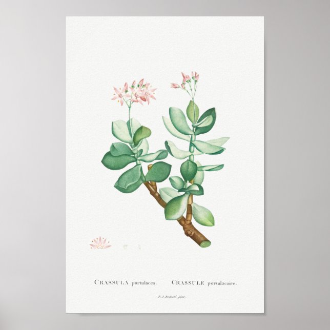 Vintage Cactus/Succulent Illustration Poster (Front)
