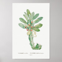Vintage Cactus/Succulent Illustration