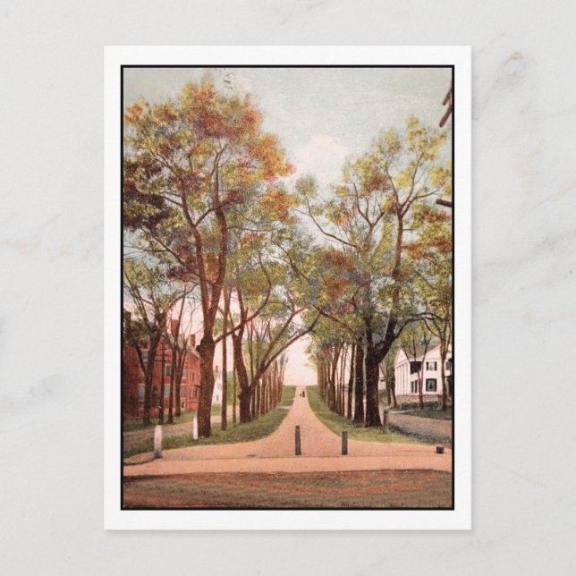 Vintage Calais Avenue, Calais, ME Postcard (Front)