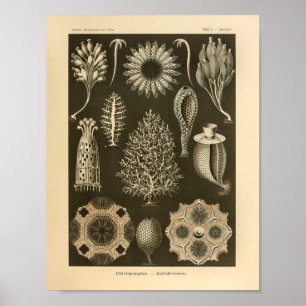 Vintage Calcispongiae Colour Ernst Haeckel Print