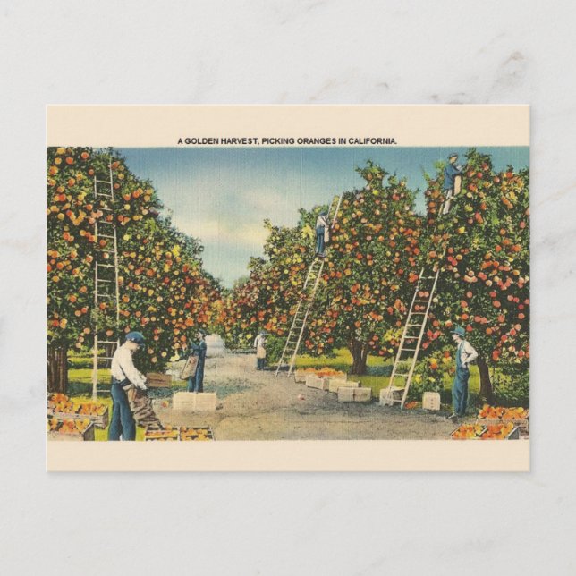 Vintage California Oranges Post Card (Front)