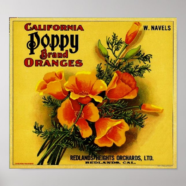 Vintage California Poppy Oranges Poster (Front)