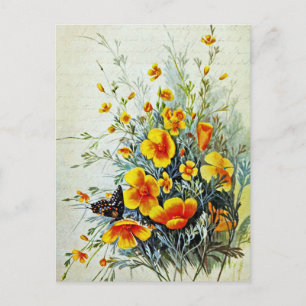 Vintage California Poppy Wildflowers  Postcard