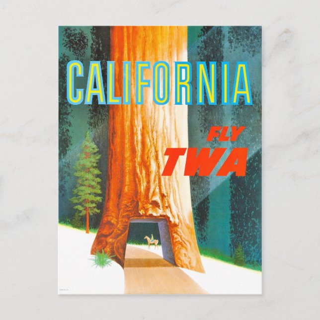 Vintage California Redwoods Travel Postcard (Front)