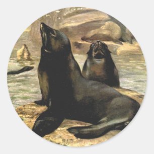 Vintage California Sea Lions by CE Swan Classic Round Sticker
