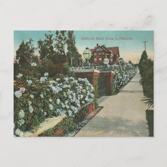 Vintage California Winter Postcard (Front)