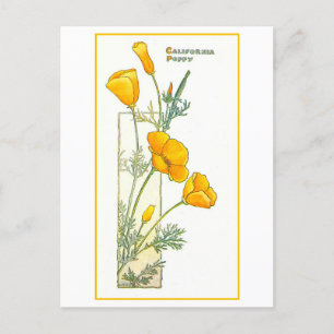Vintage California Yellow Poppy Postcard