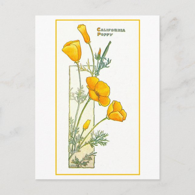Vintage California Yellow Poppy Postcard (Front)