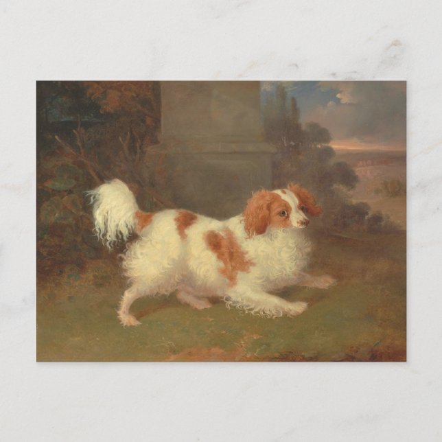 Vintage Calvalier King Charles Spaniel Painting Postcard (Front)