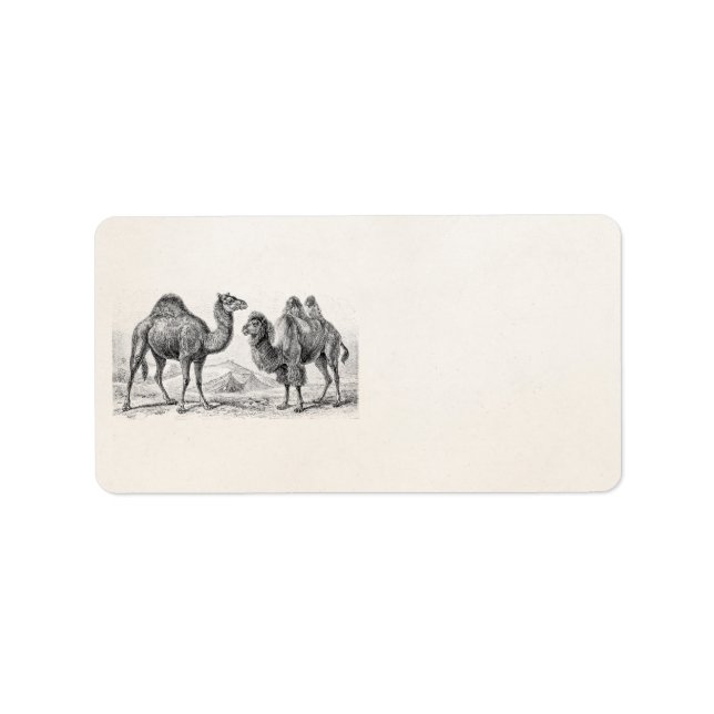 Vintage Camel Illustration - Retro Antique Camels Label (Front)