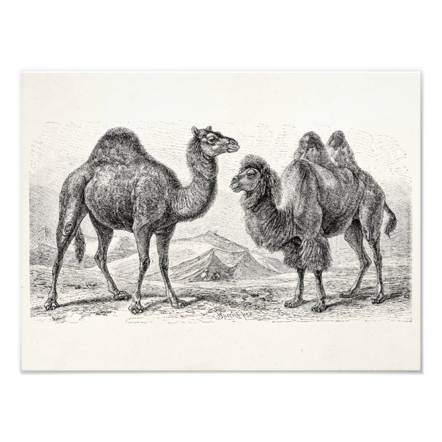 Vintage Camel Illustration - Retro Antique Camels Photo Print (Front)